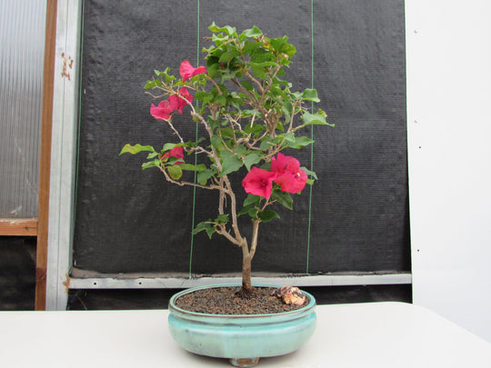bonsai tree with red flowers Red Bougainvillea Bonsai Tree