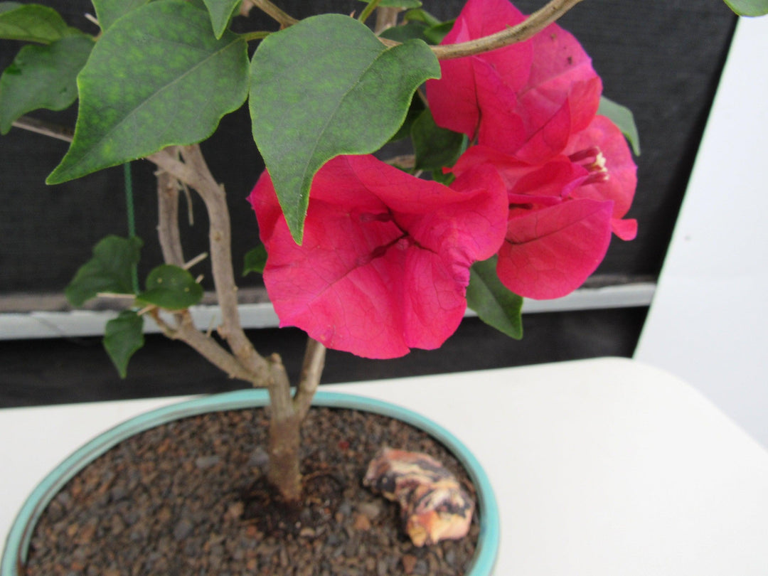 Red Bougainvillea Bonsai Tree Flowers