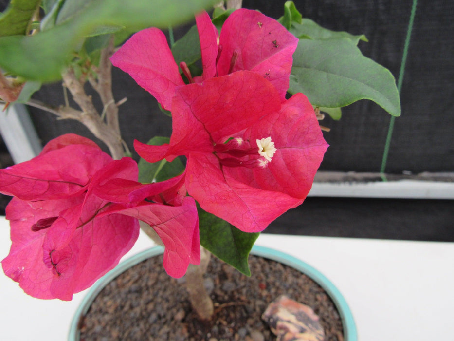 Red Bougainvillea Bonsai Tree White Inside