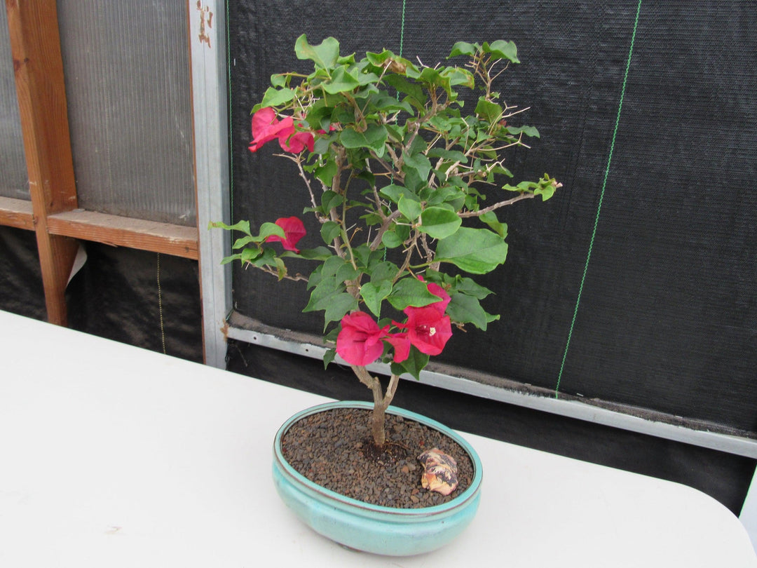 Red Bougainvillea Bonsai Tree Side
