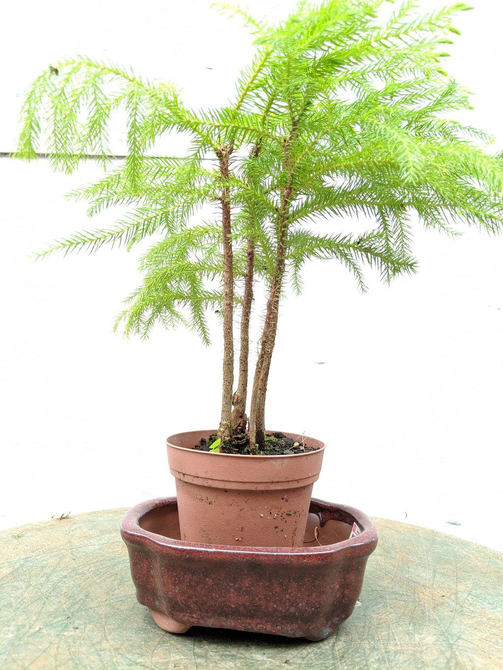 Red Ceramic Bonsai Pot - Rectangle - With tree