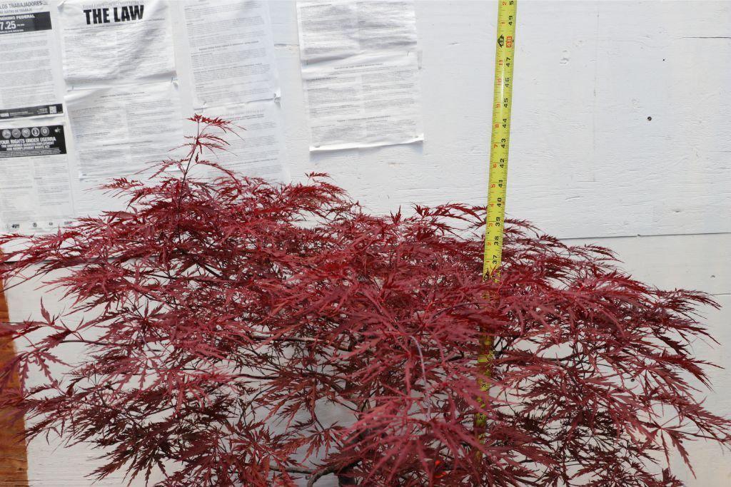 Red Dragon Maple Specimen Bonsai Tree Size