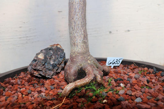 dragon blood tree bonsai for sale Red Dragon Maple Specimen Bonsai Tree
