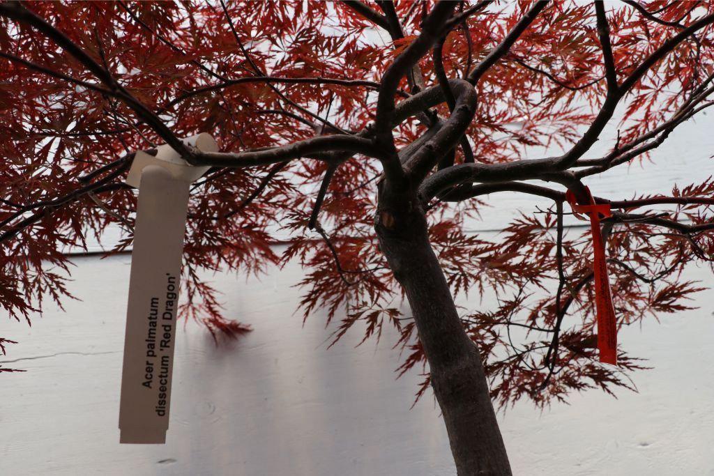 Red Dragon Maple Specimen Bonsai Tree Canopy