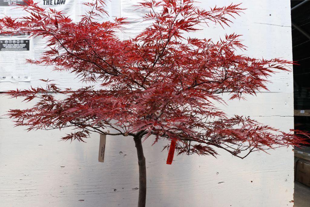 Red Dragon Maple Specimen Bonsai Tree