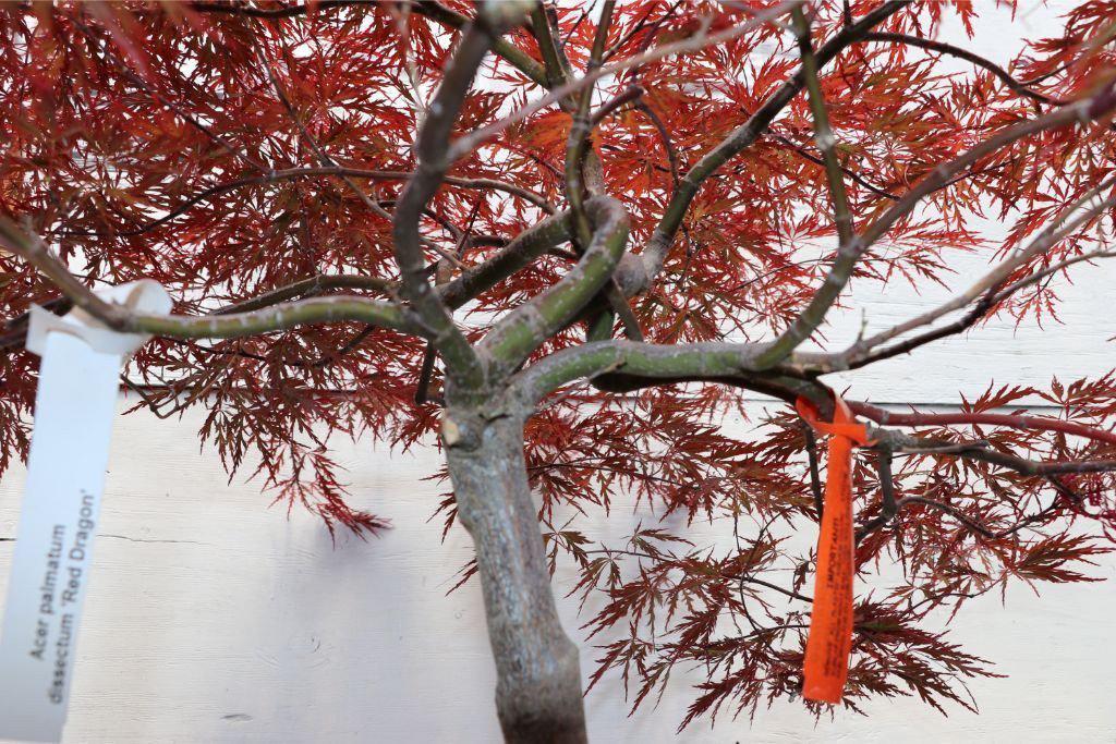 Red Dragon Maple Artisan Bonsai Tree Canopy