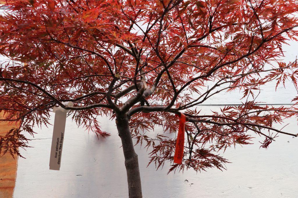 Red Dragon Maple Specimen Bonsai Tree Trunk