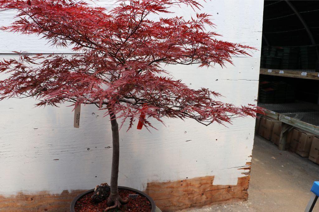 Red Dragon Maple Specimen Bonsai Tree Profile