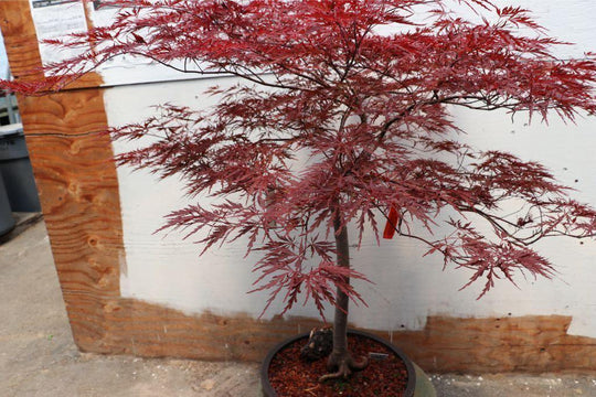 red maple tree bonsai Red Dragon Maple Specimen Bonsai Tree