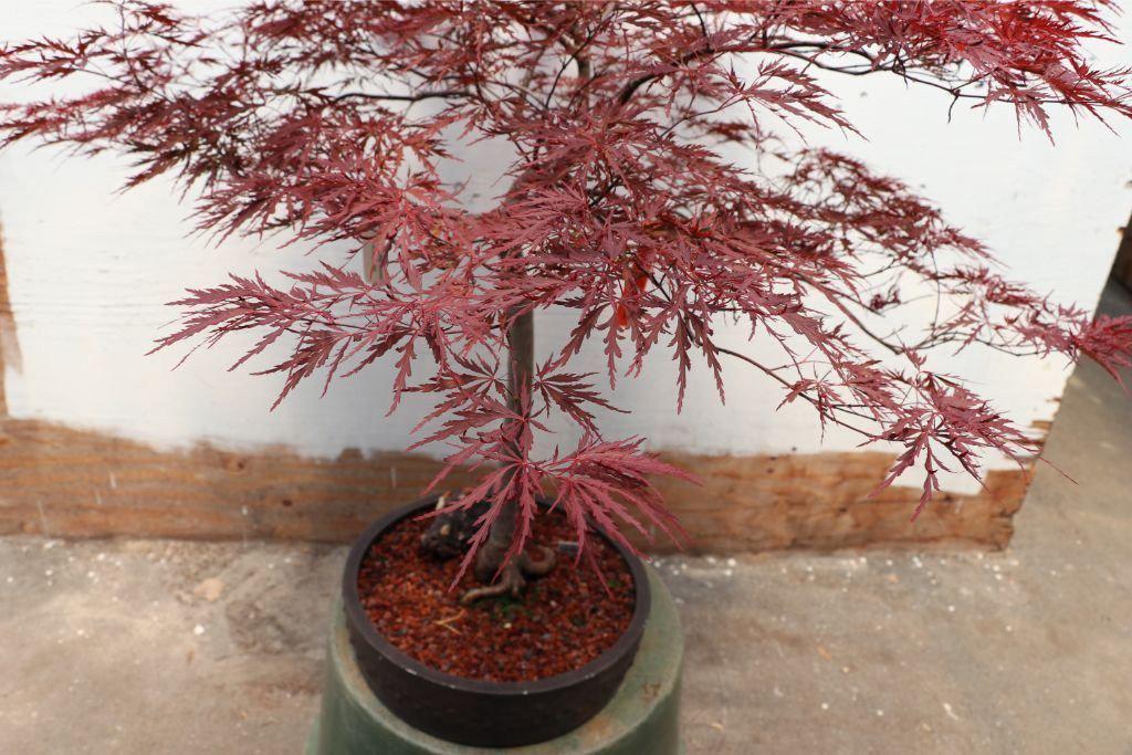 Red Dragon Maple Specimen Bonsai Tree Pot