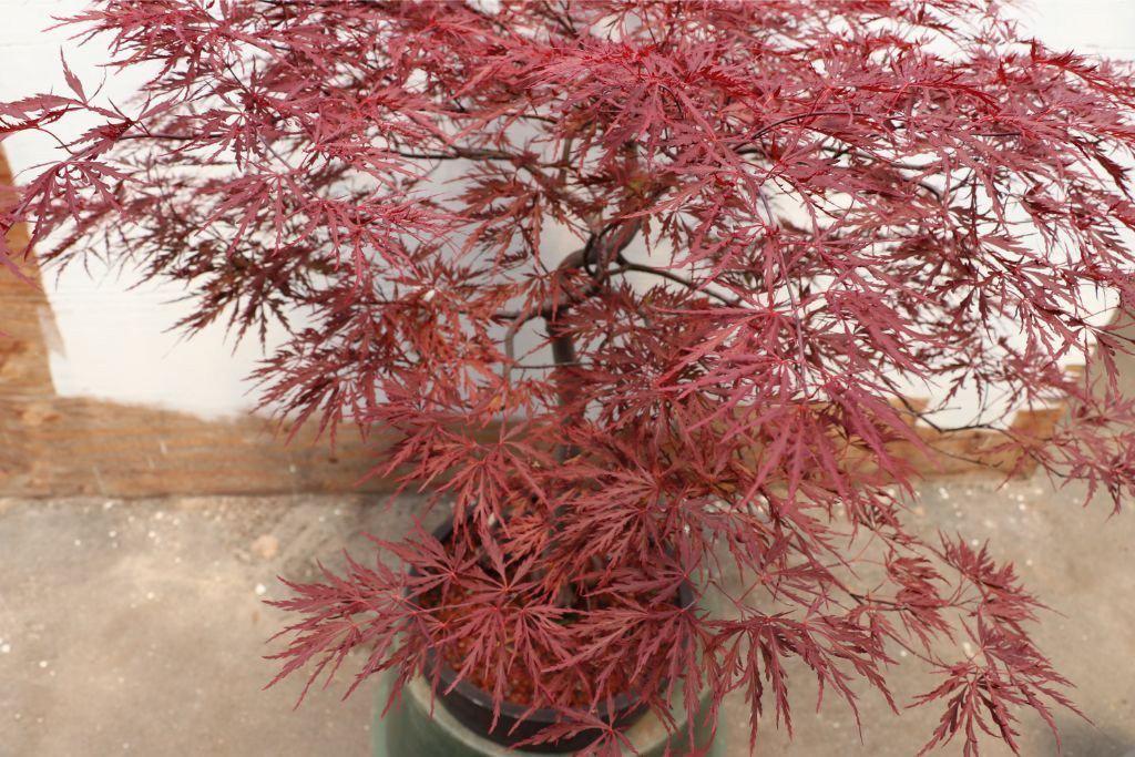 Red Dragon Maple Specimen Bonsai Tree Alt