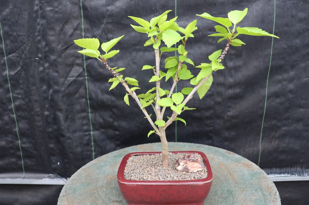 Red Hibiscus Bonsai Tree Profile