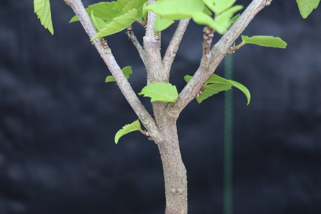 Red Hibiscus Bonsai Tree Bark