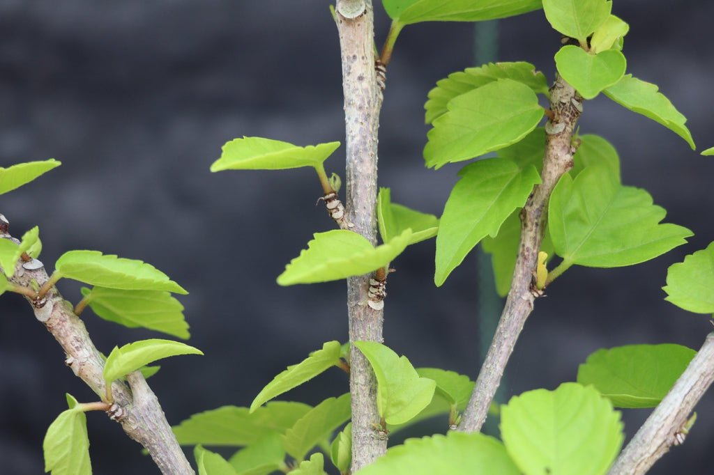 Red Hibiscus Bonsai Tree Branches