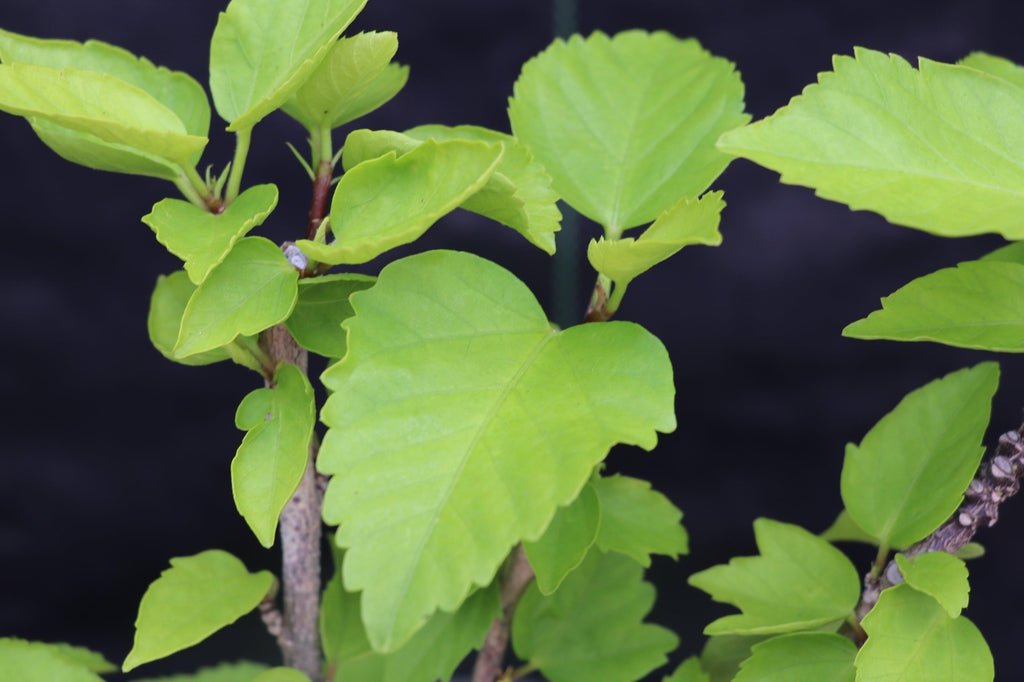 Red Hibiscus Bonsai Tree Foliage