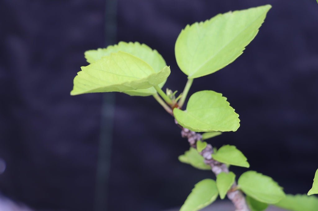 Red Hibiscus Bonsai Tree Leaves