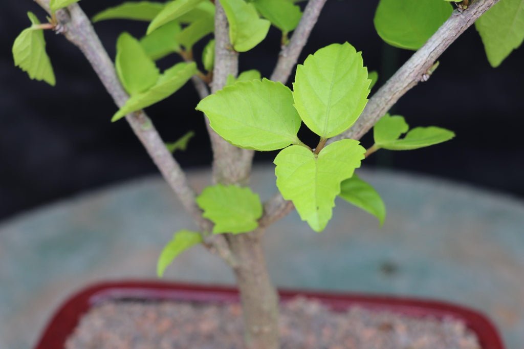 Red Hibiscus Bonsai Tree Trunk