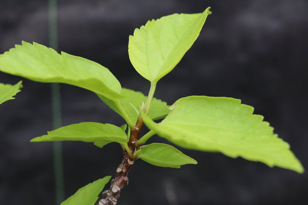 Red Hibiscus Bonsai Tree Leaf Shape