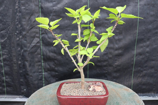 hibiscus bonsai tree for sale Red Hibiscus Bonsai Tree