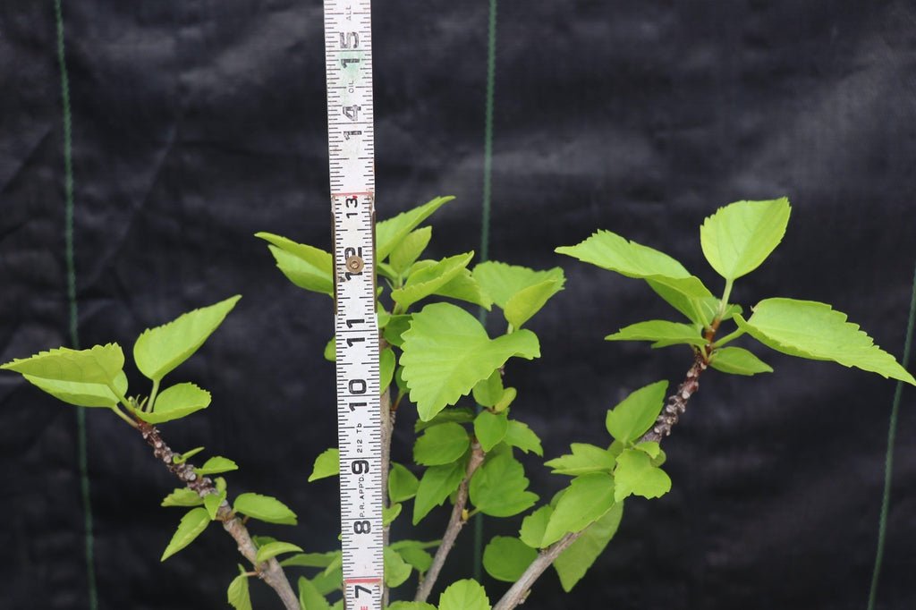 Red Hibiscus Bonsai Tree Height