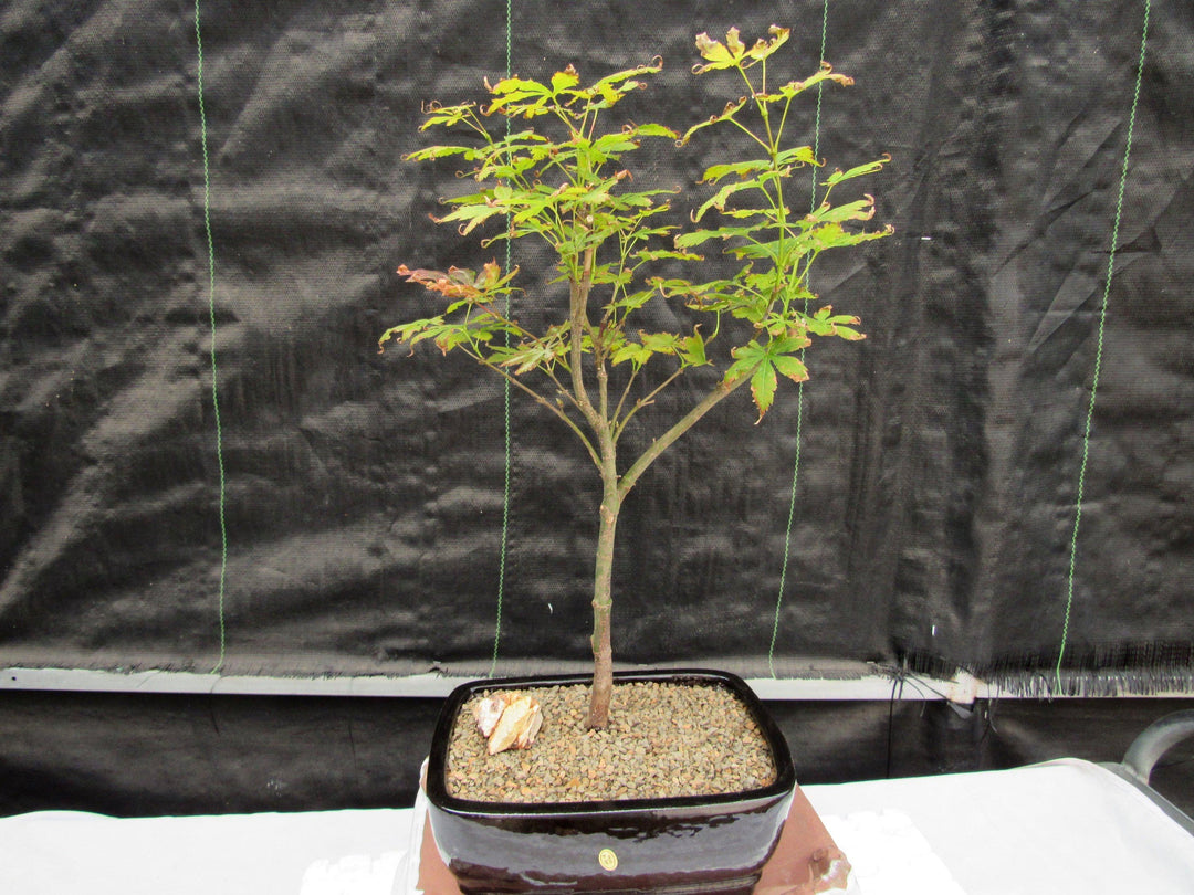 Red Japanese Maple Bonsai Tree Back