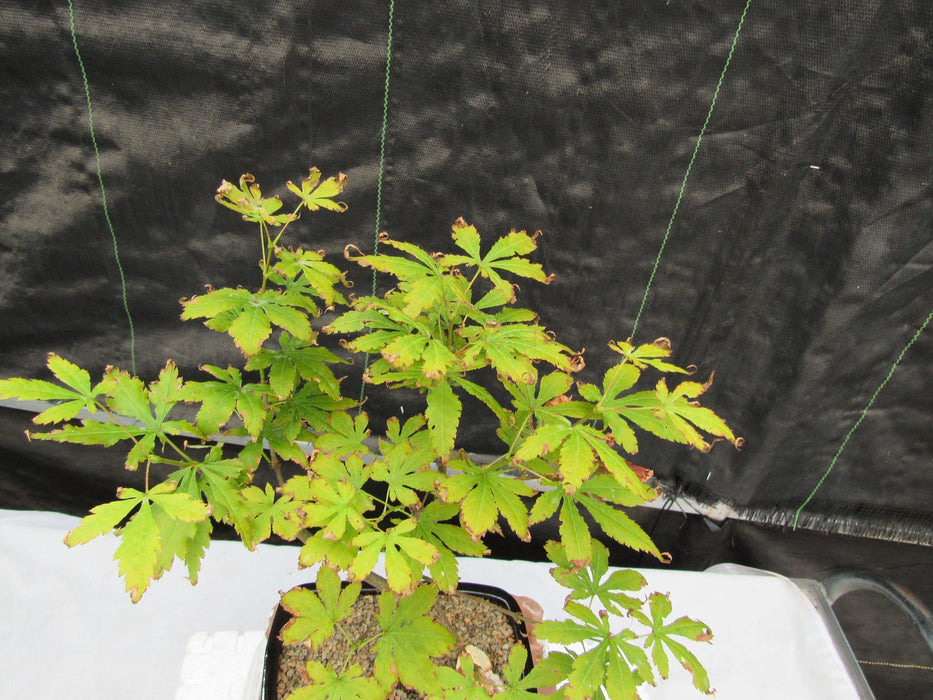 Red Japanese Maple Bonsai Tree Top