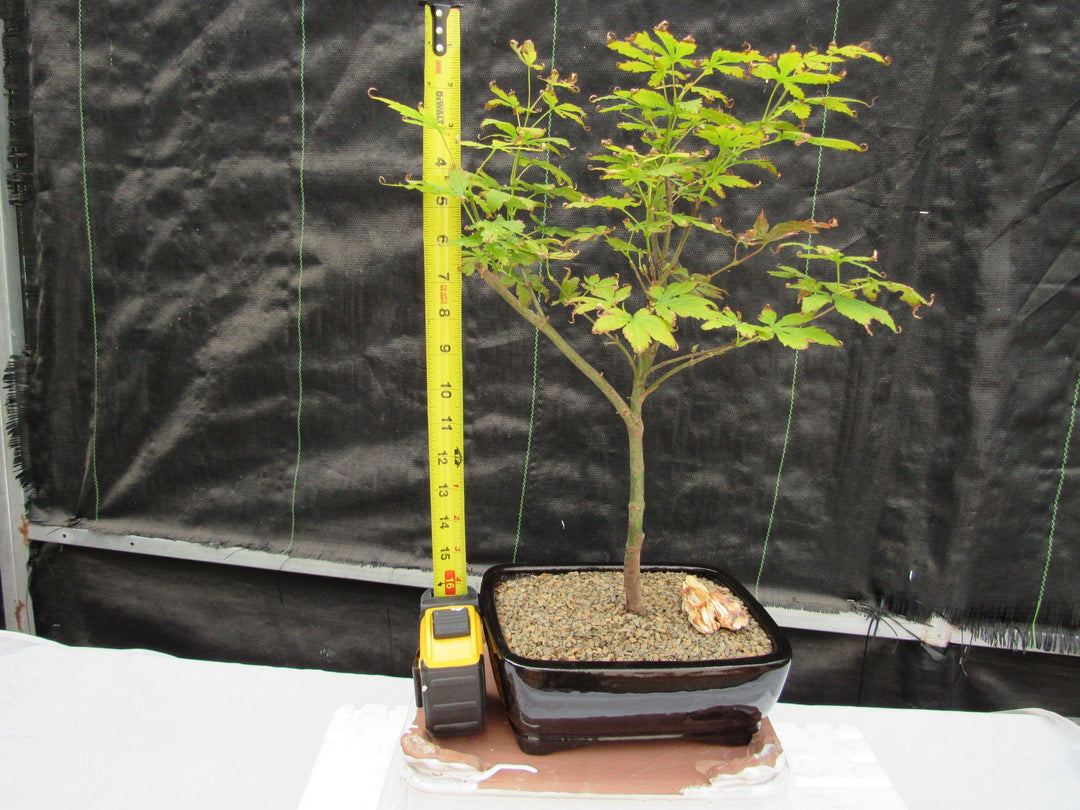Red Japanese Maple Bonsai Tree Height