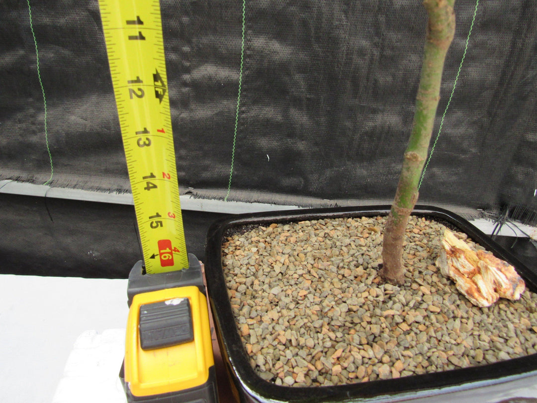 Red Japanese Maple Bonsai Tree Tall