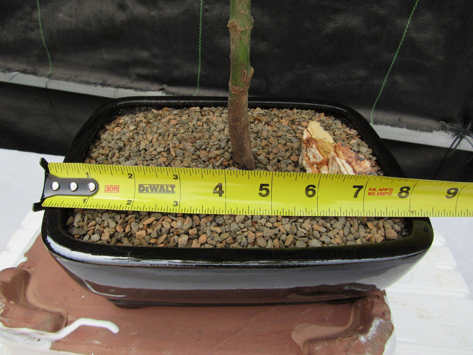 Red Japanese Maple Bonsai Tree Size