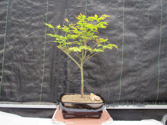 red maple bonsai tree for sale Red Japanese Maple Bonsai Tree