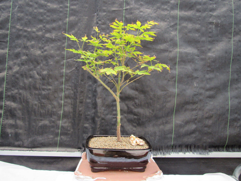 Red Japanese Maple Bonsai Tree Profile