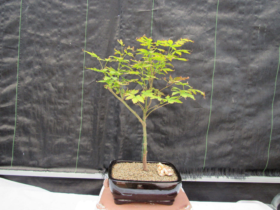 Red Japanese Maple Bonsai Tree Profile Alt