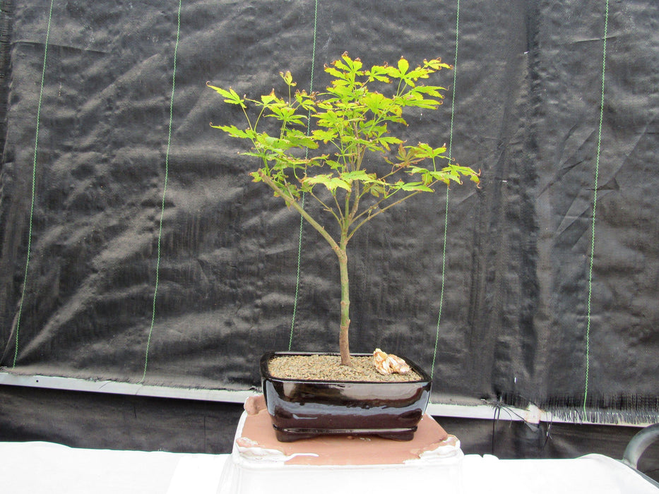 Red Japanese Maple Bonsai Tree Front