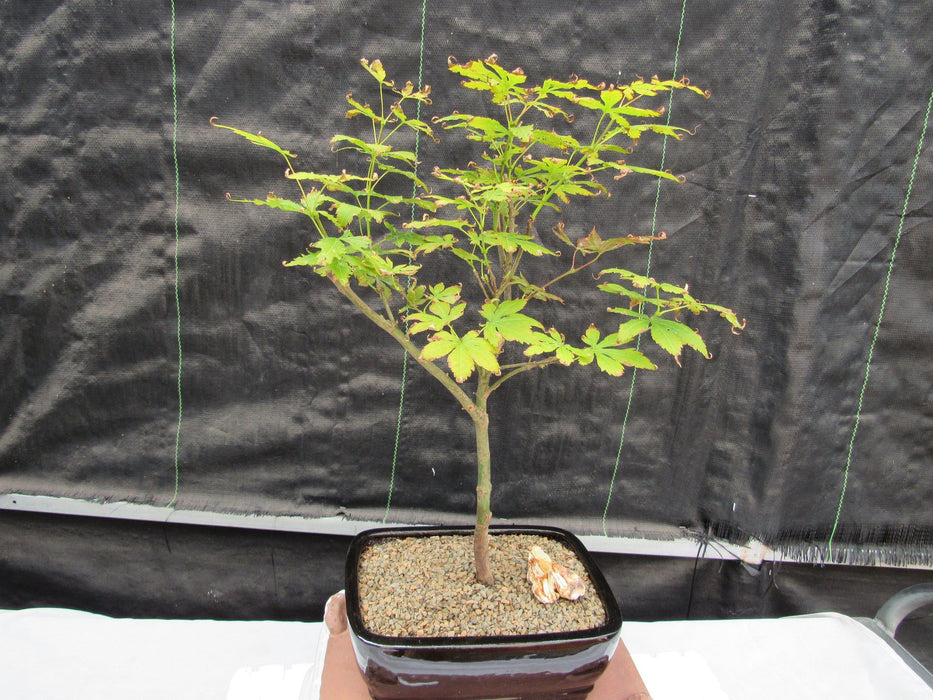 Red Japanese Maple Bonsai Tree Shape