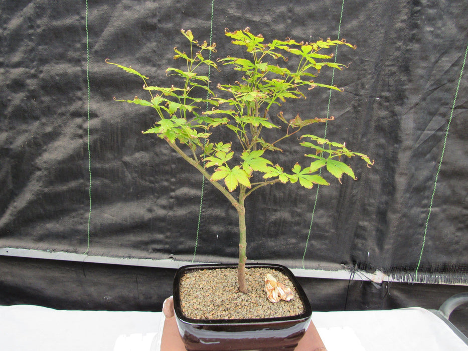 Red Japanese Maple Bonsai Tree Shape