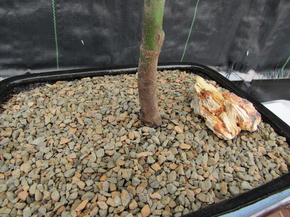 Red Japanese Maple Bonsai Tree Trunk