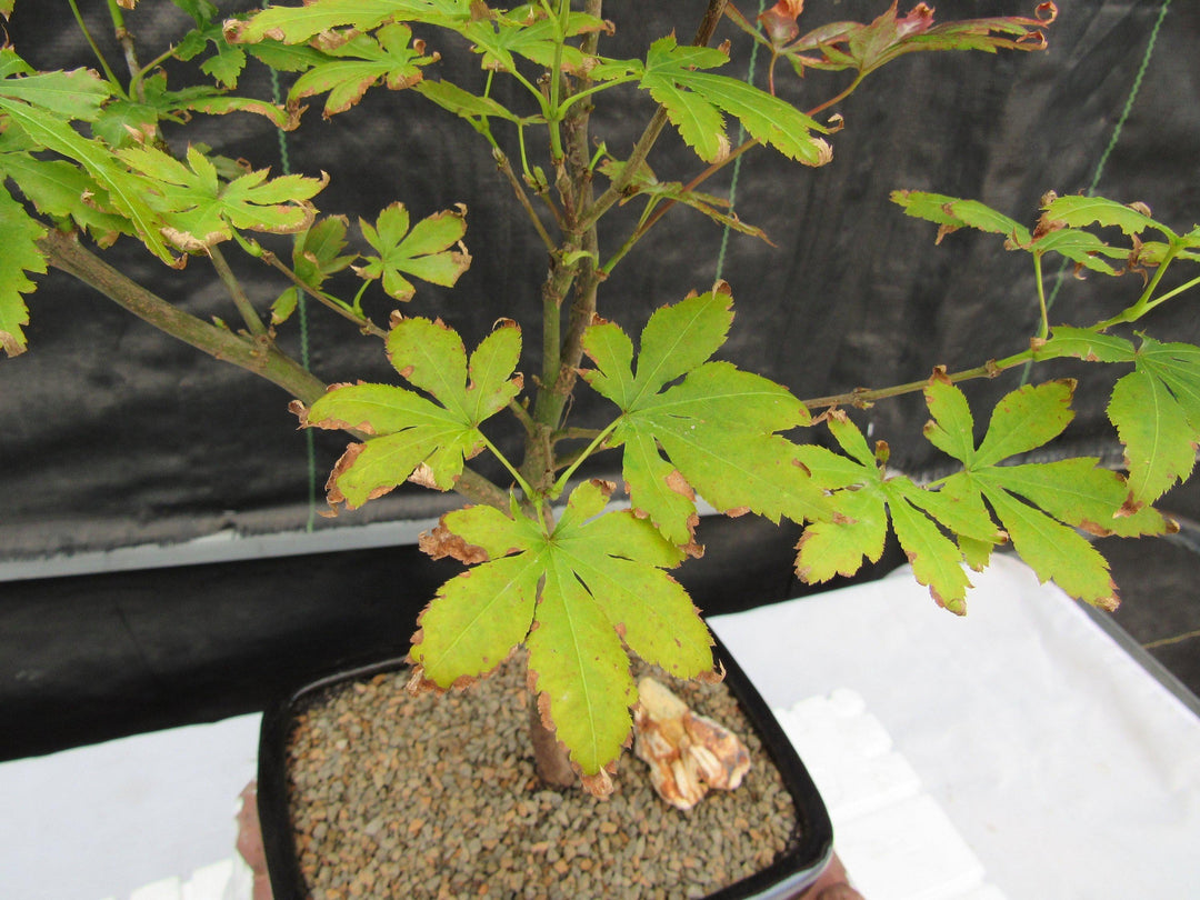 Red Japanese Maple Bonsai Tree Leaves