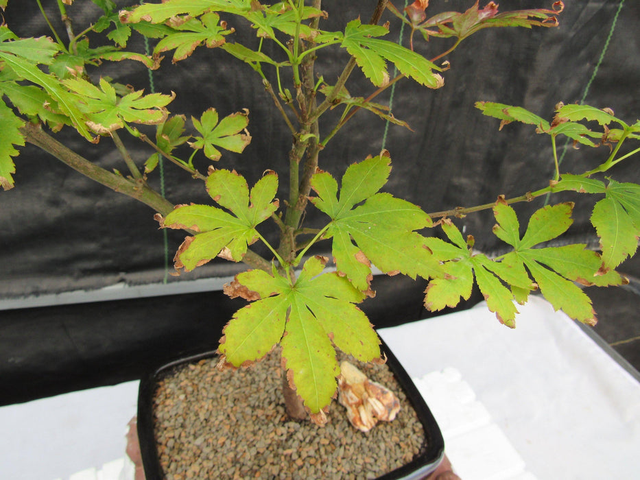 Red Japanese Maple Bonsai Tree Leaves