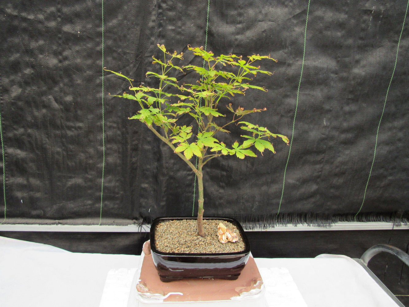 Red Japanese Maple Bonsai Tree