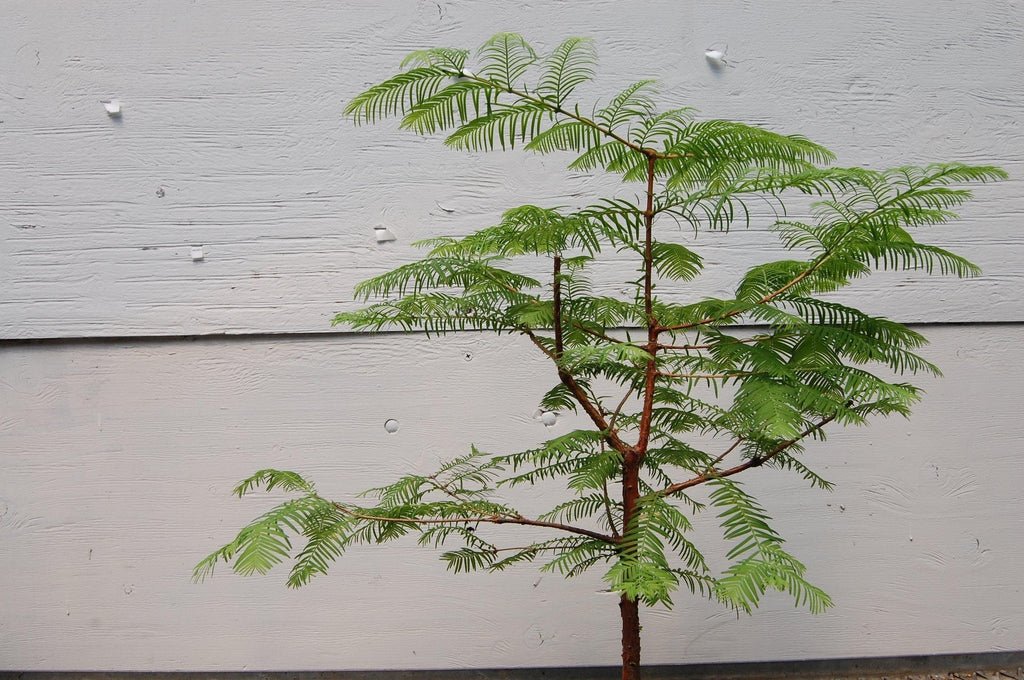 Redwood Bonsai Tree Bark