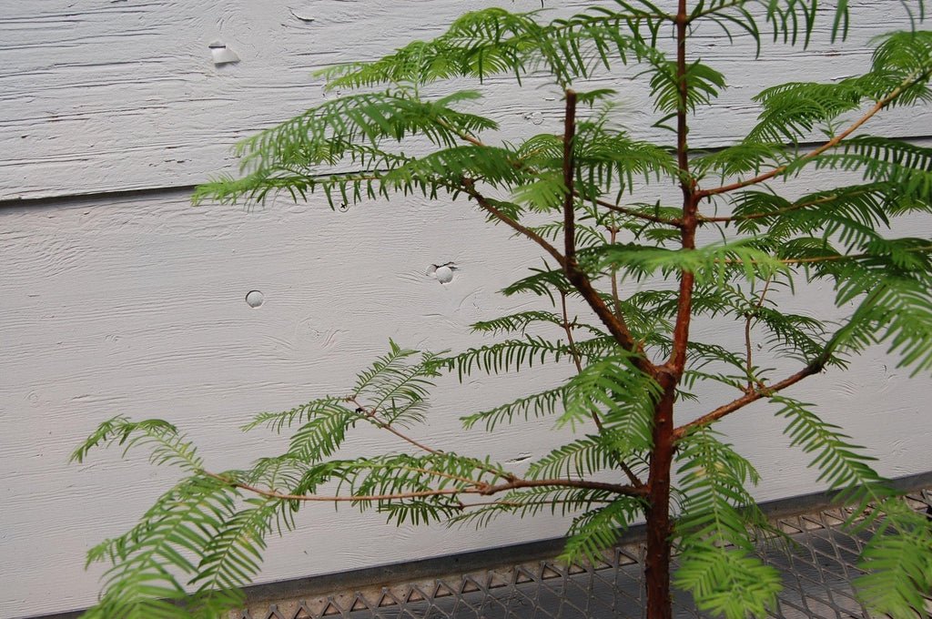 Redwood Bonsai Tree Leaves