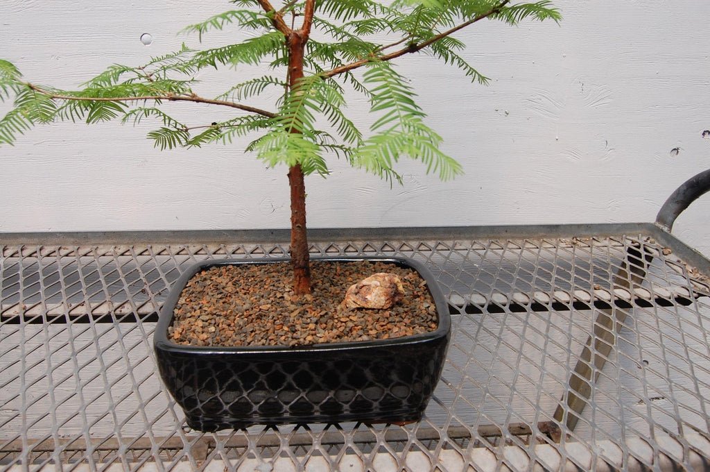 Dawn Redwood Bonsai Tree
