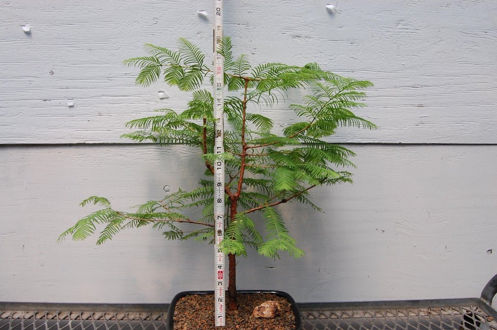 Redwood Bonsai Tree