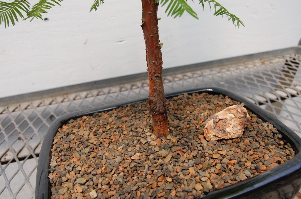 Redwood Bonsai Tree Pot