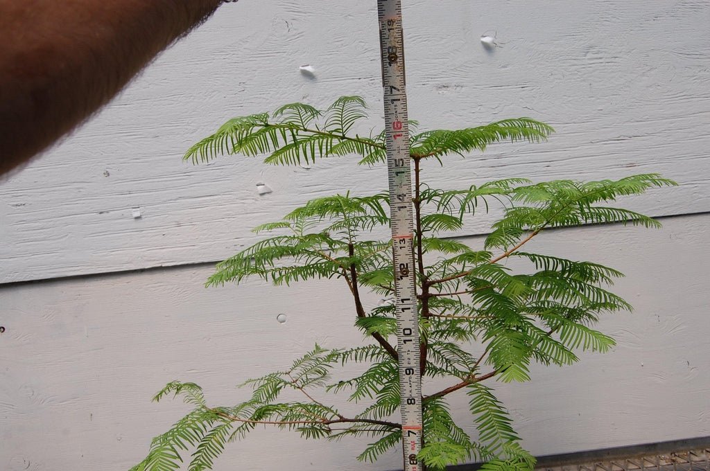 Dawn Redwood Bonsai Tree Size