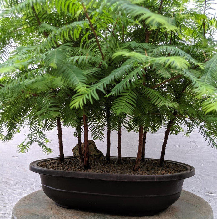 9 Tree Redwood Forest Specimen Bonsai Tree