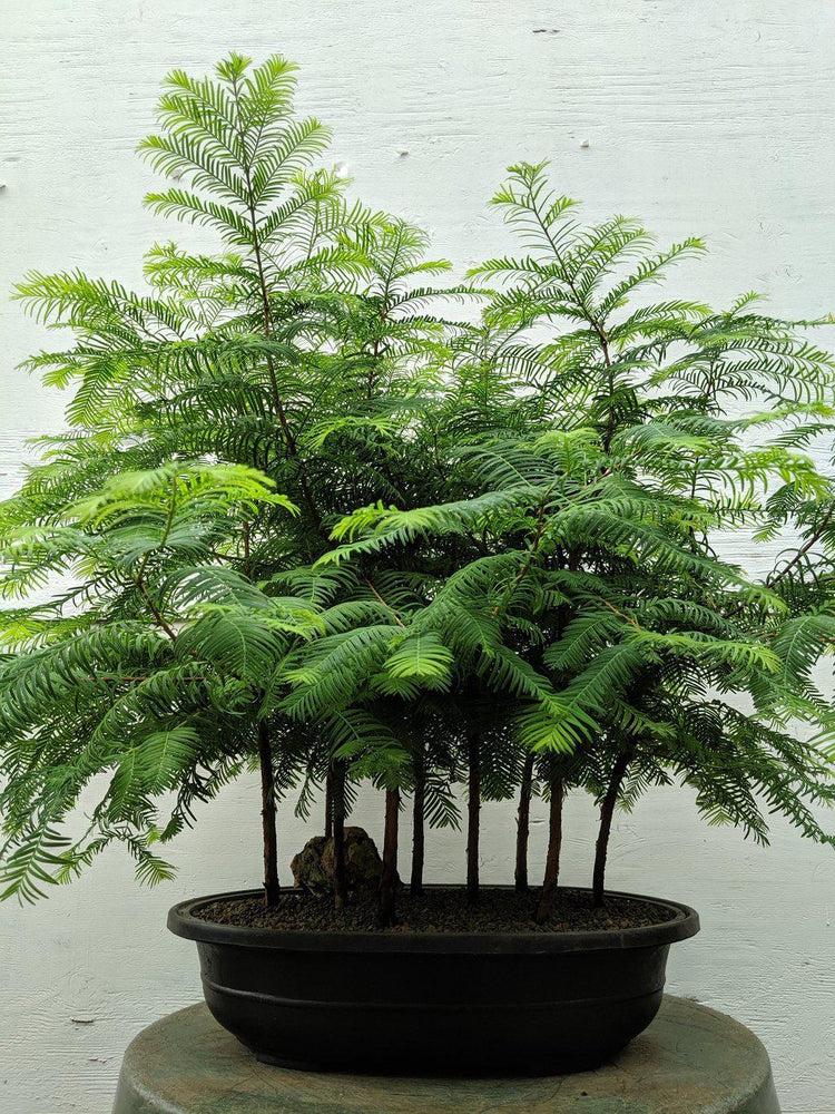 redwood bonsai trees 7 Tree Redwood Forest Bonsai Tree Forest