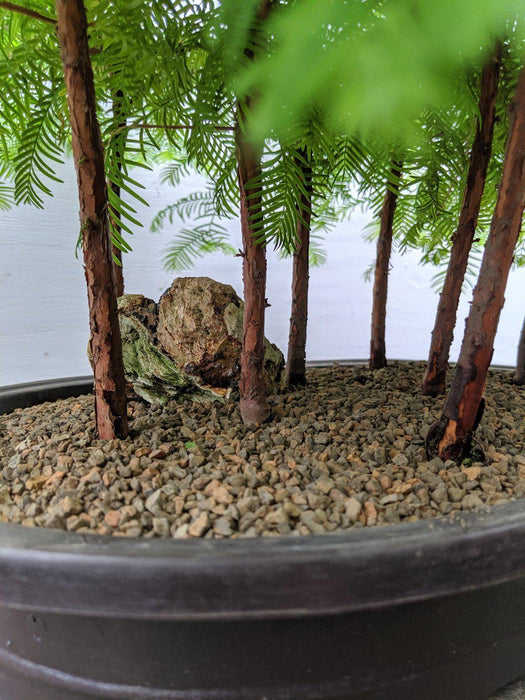 9 Tree Redwood Forest One Of A Kind Bonsai Tree