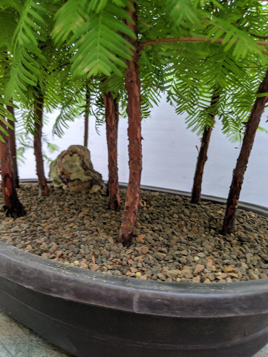 7 Tree Redwood Forest Bonsai Tree Forest