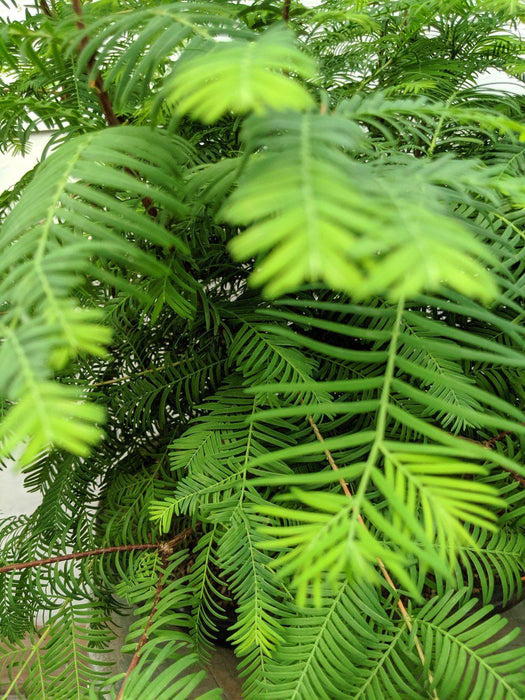 Redwood Forest One Of A Kind Bonsai Tree Foliage